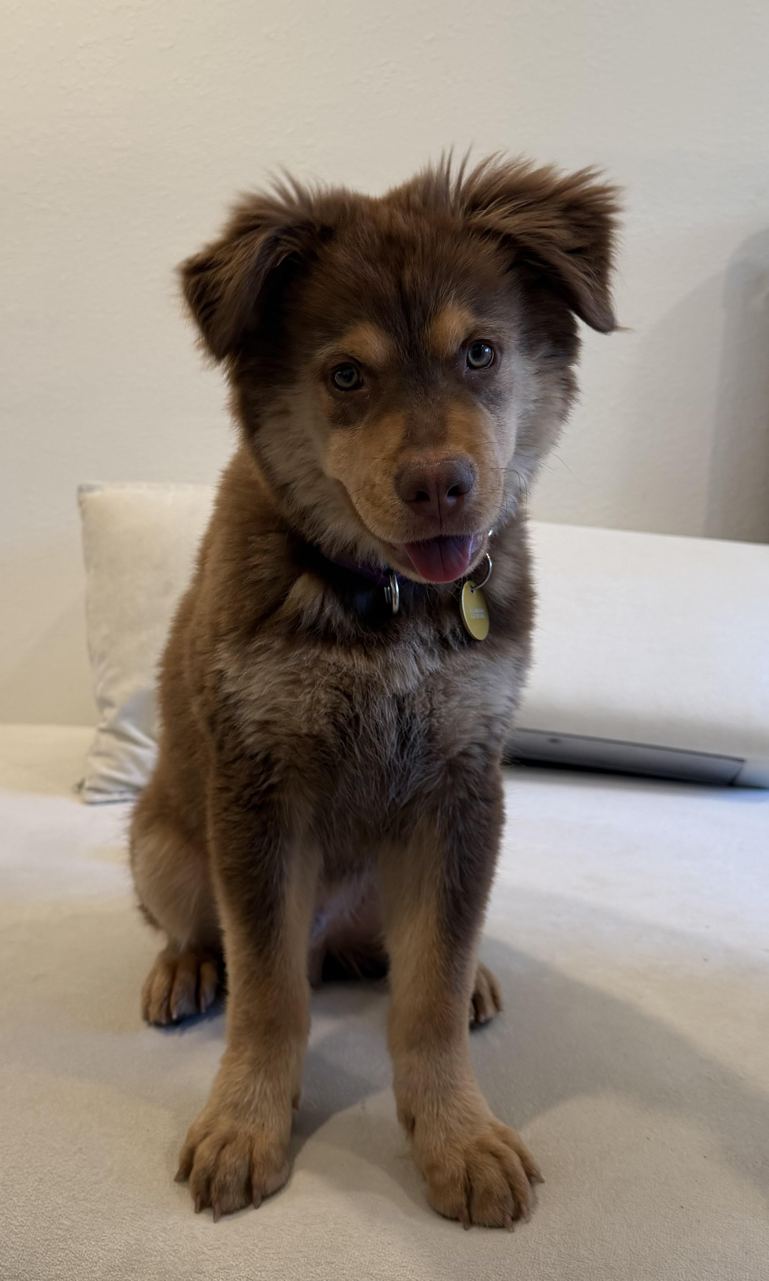 Theodore, an adopted mixed breed in Pasadena, CA image 1/6