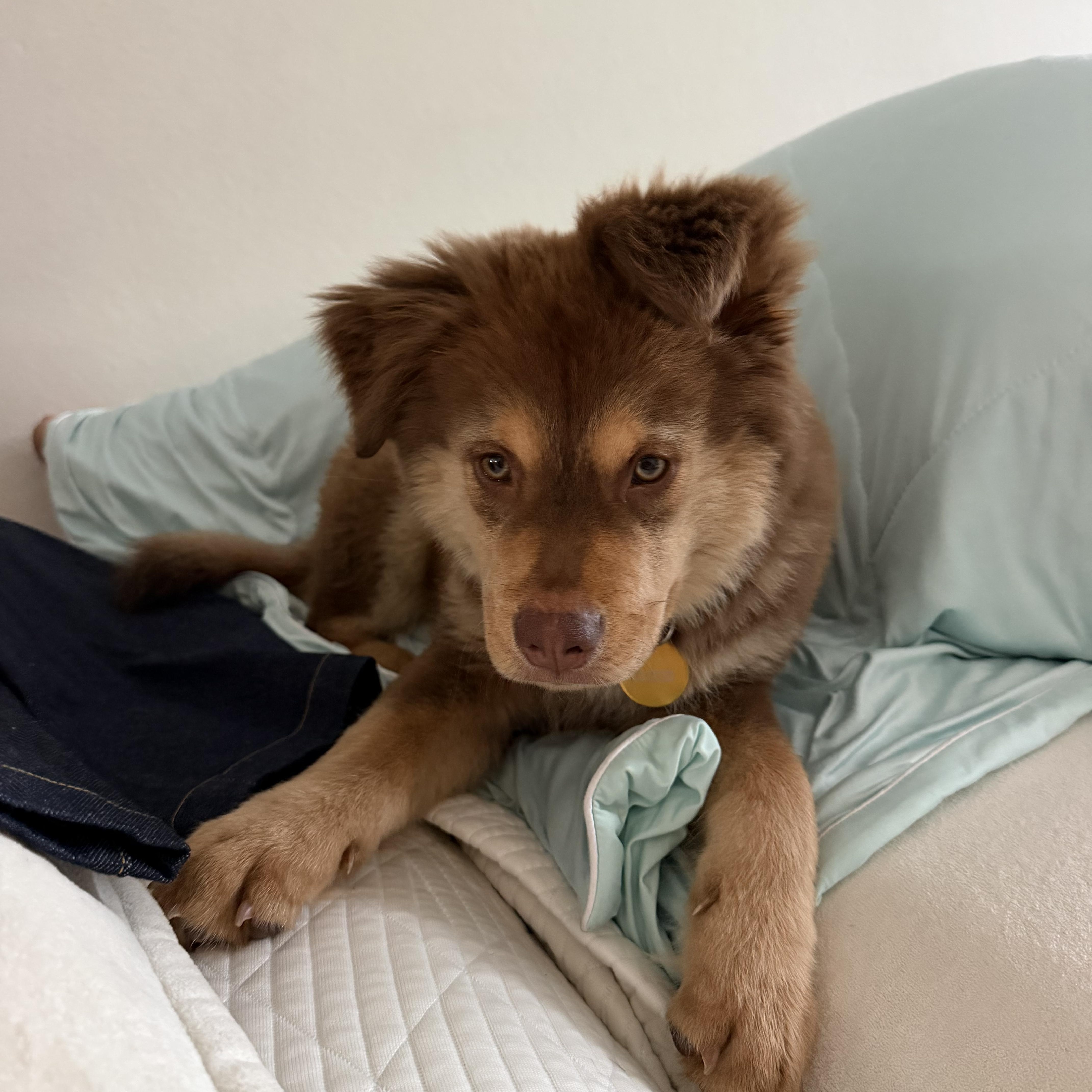 Theodore, an adopted mixed breed in Pasadena, CA image 3/6