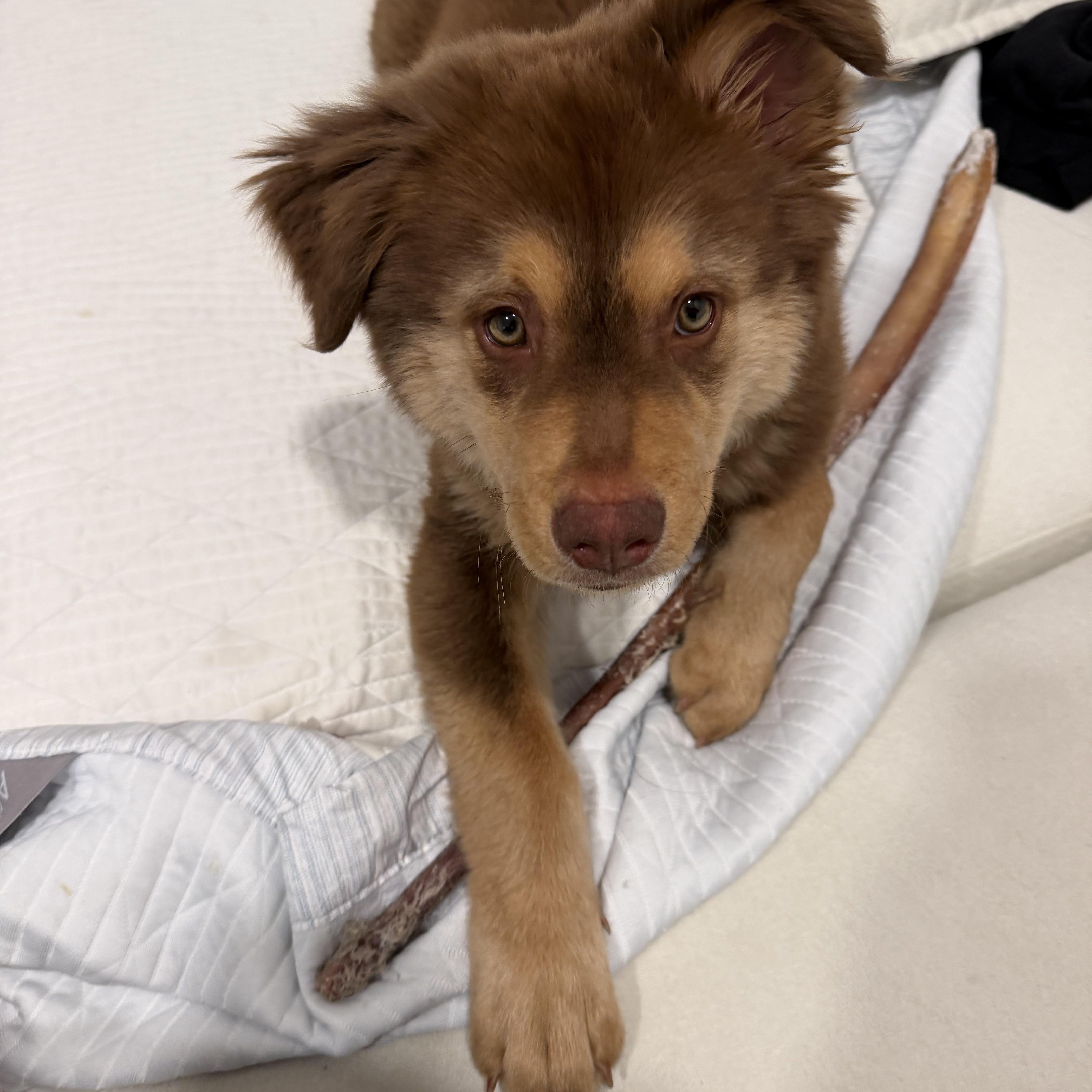 Theodore, an adopted mixed breed in Pasadena, CA image 5/6