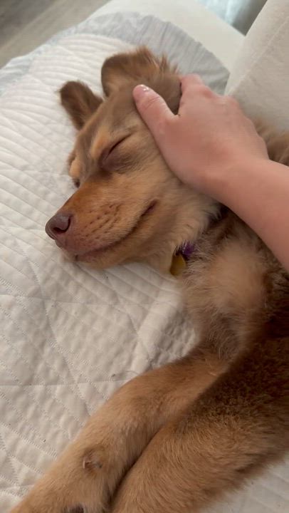 Enlarge Theodore, an adopted mixed breed in Pasadena, CA video 6/6