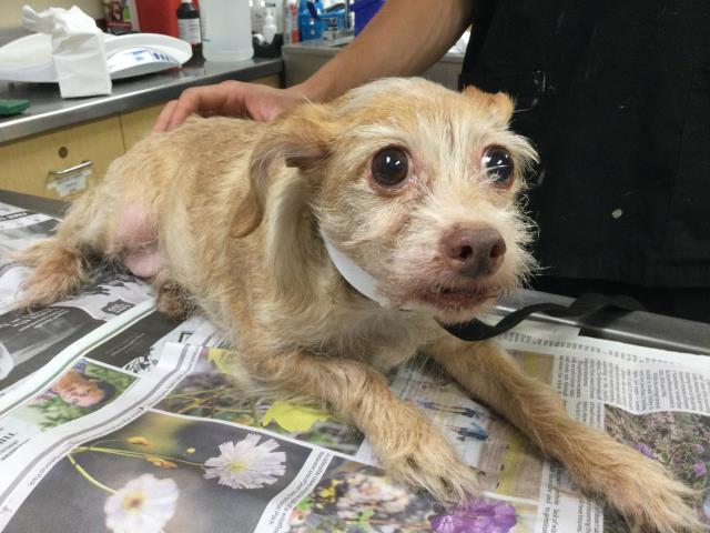 Enlarge ZELDA, a Adoptable Terrier in Riverside, CA image 1/1