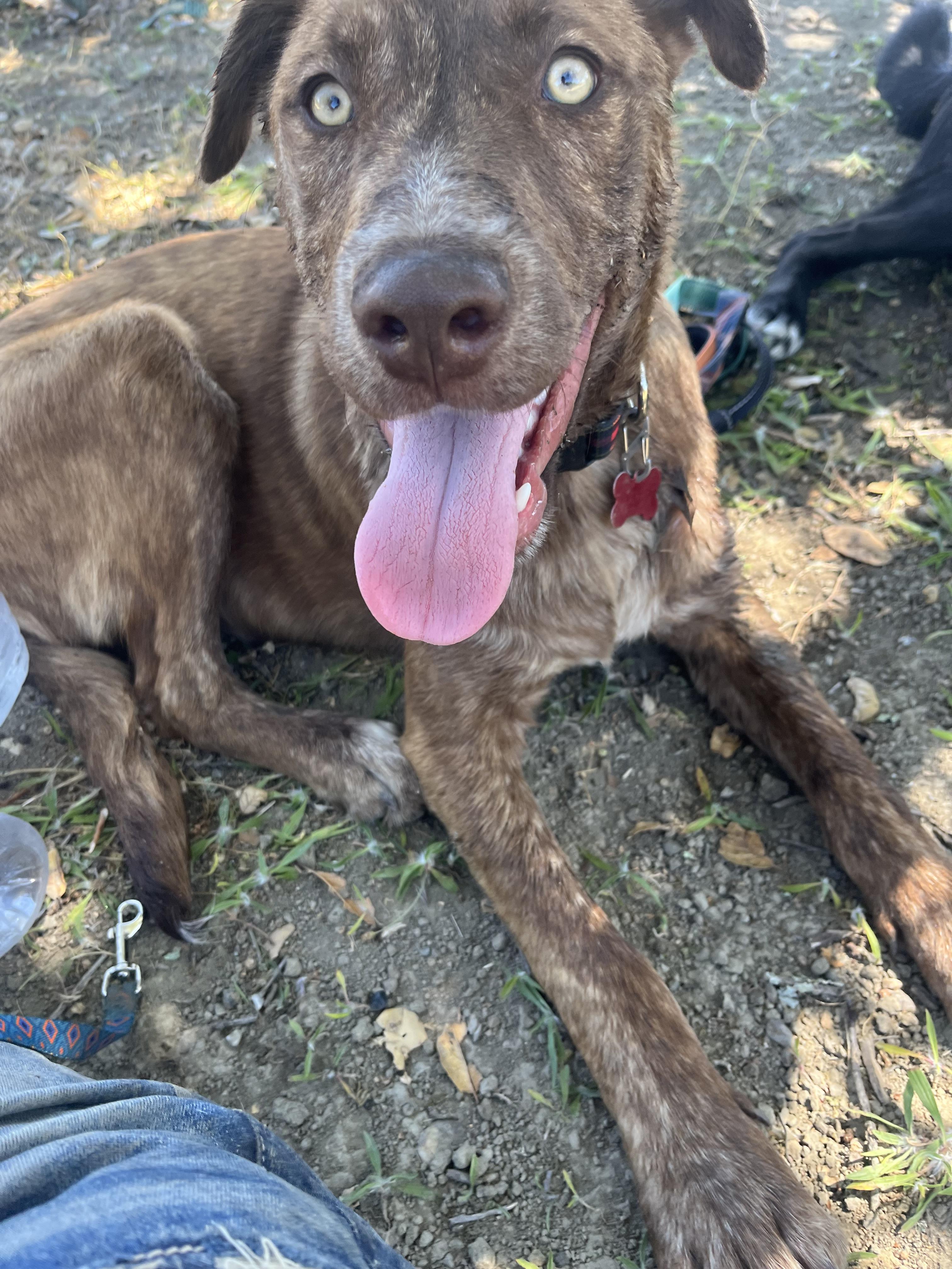 Enlarge Freddy, a Adoptable mixed breed in Concord, CA image 1/6