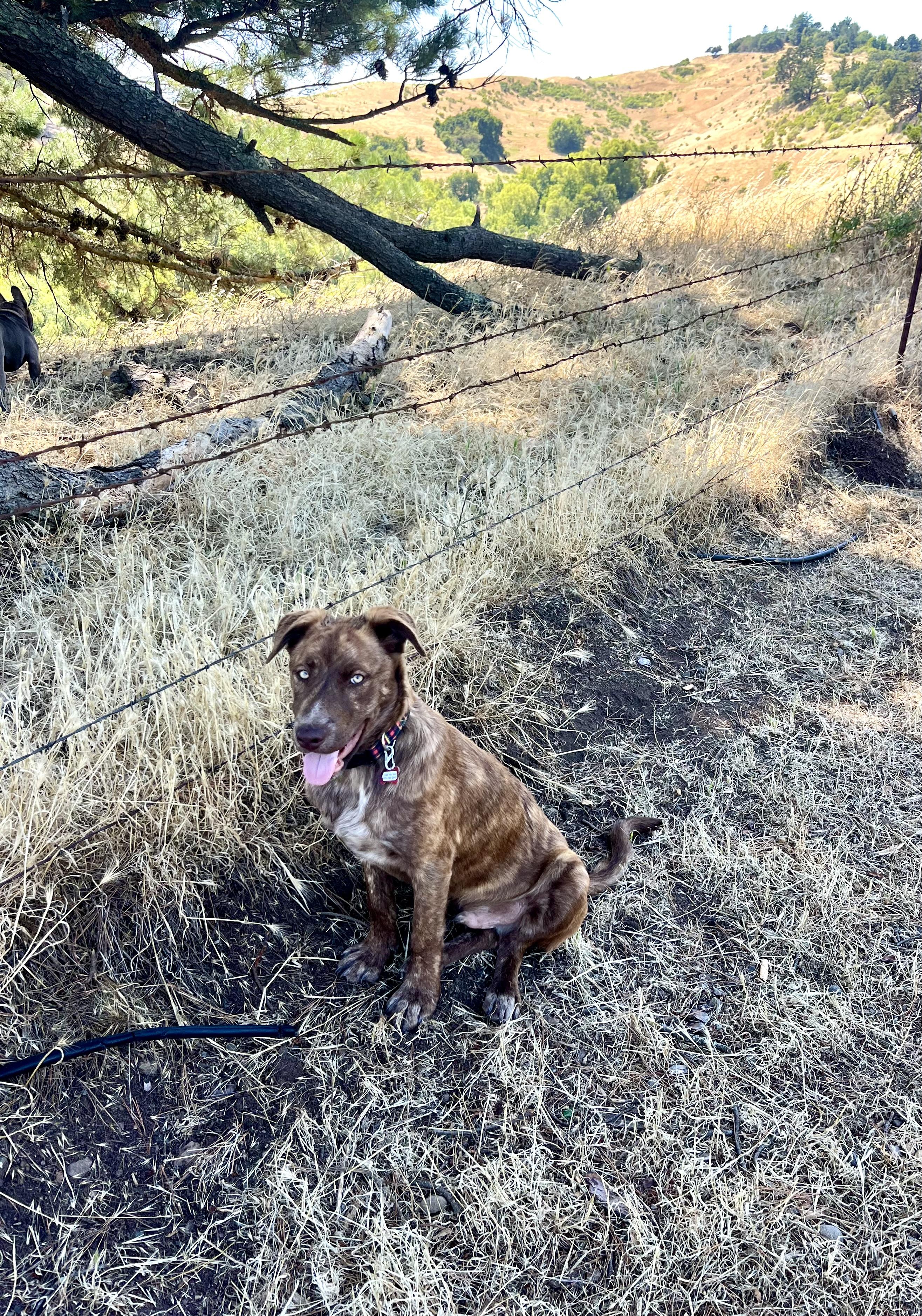 Enlarge Freddy, a Adoptable mixed breed in Concord, CA image 2/6