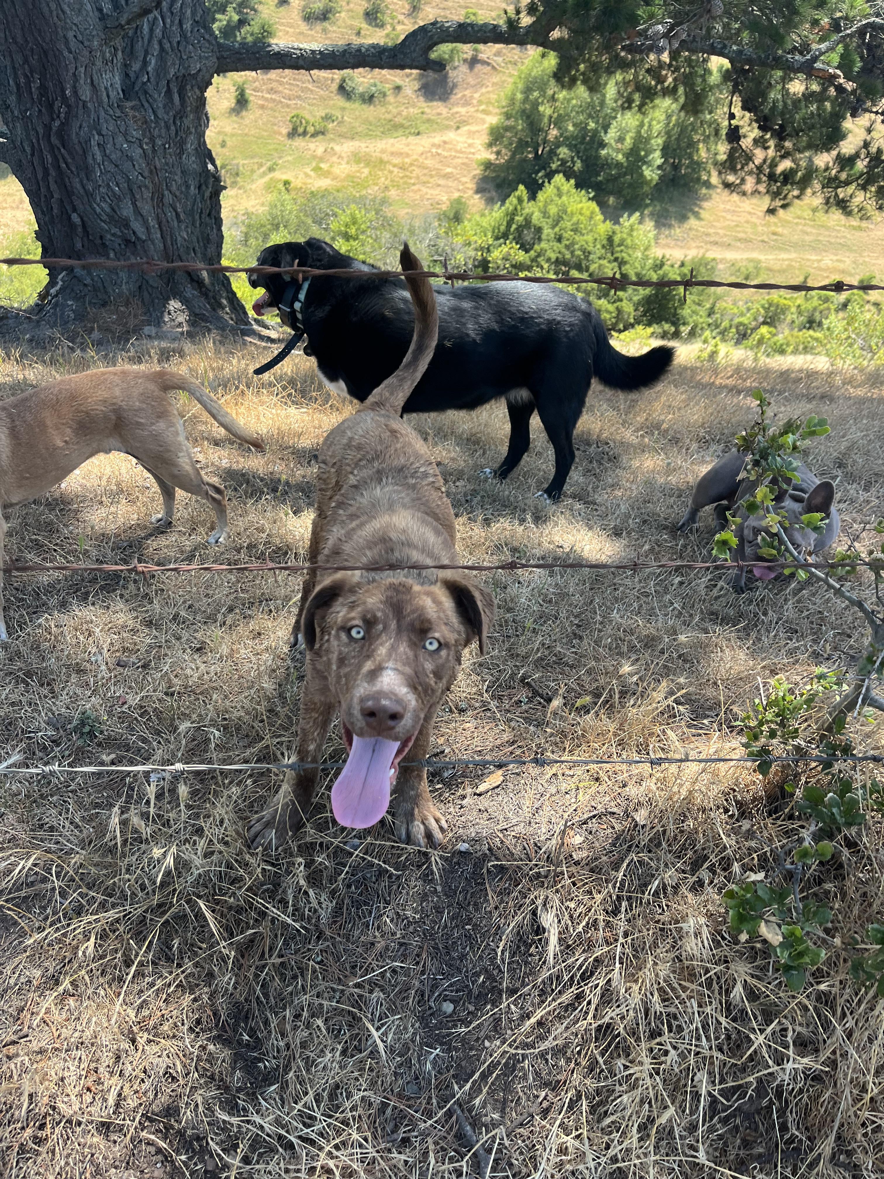 Enlarge Freddy, a Adoptable mixed breed in Concord, CA image 3/6