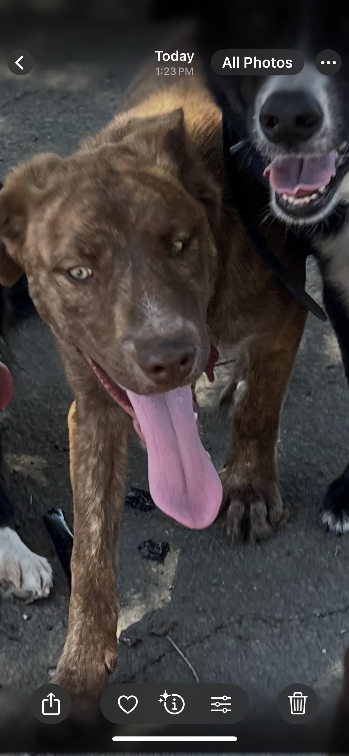 Enlarge Freddy, a Adoptable mixed breed in Concord, CA image 4/6