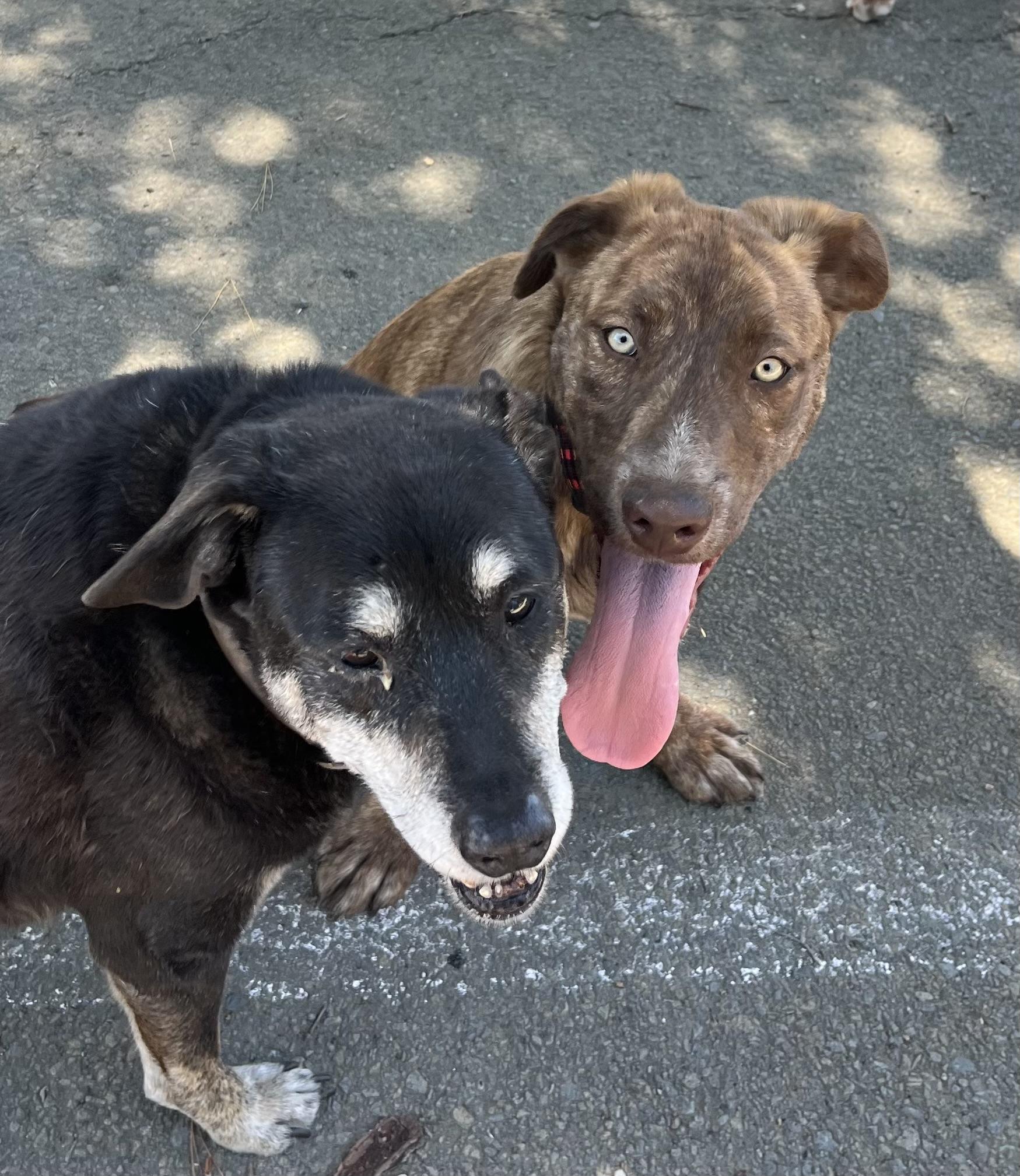 Enlarge Freddy, a Adoptable mixed breed in Concord, CA image 5/6
