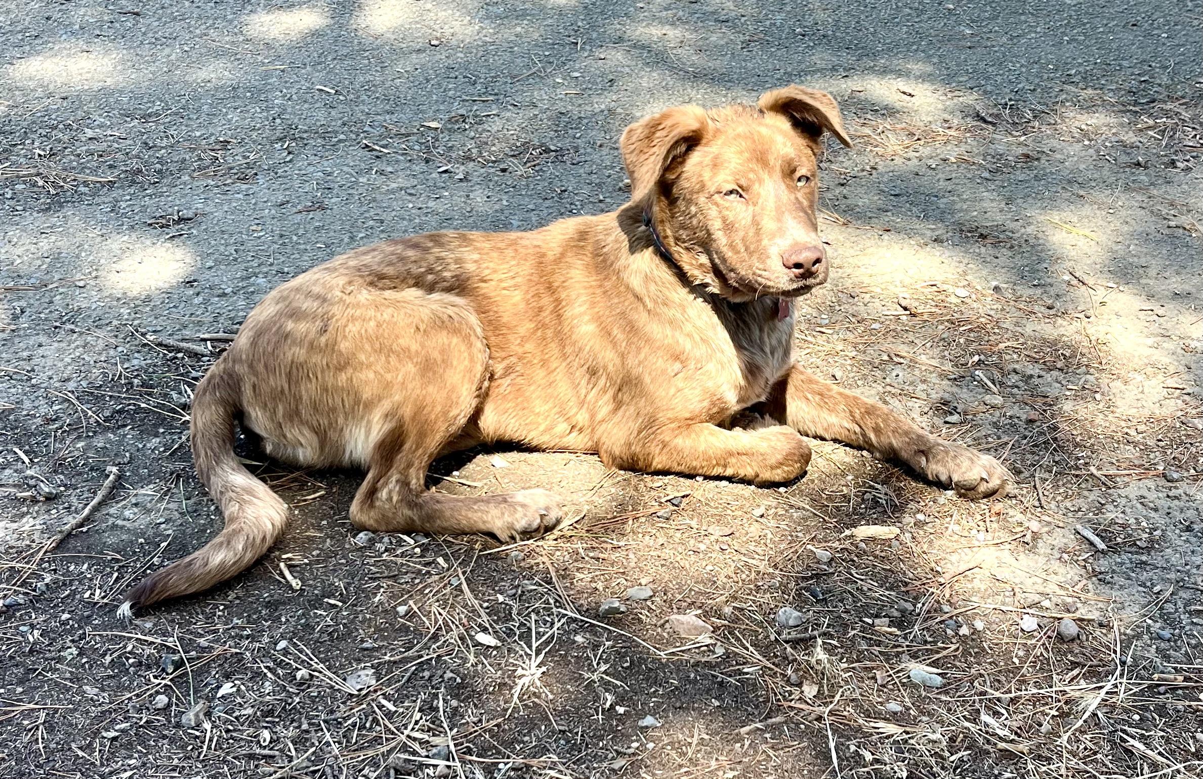 Enlarge Freddy, a Adoptable mixed breed in Concord, CA image 6/6