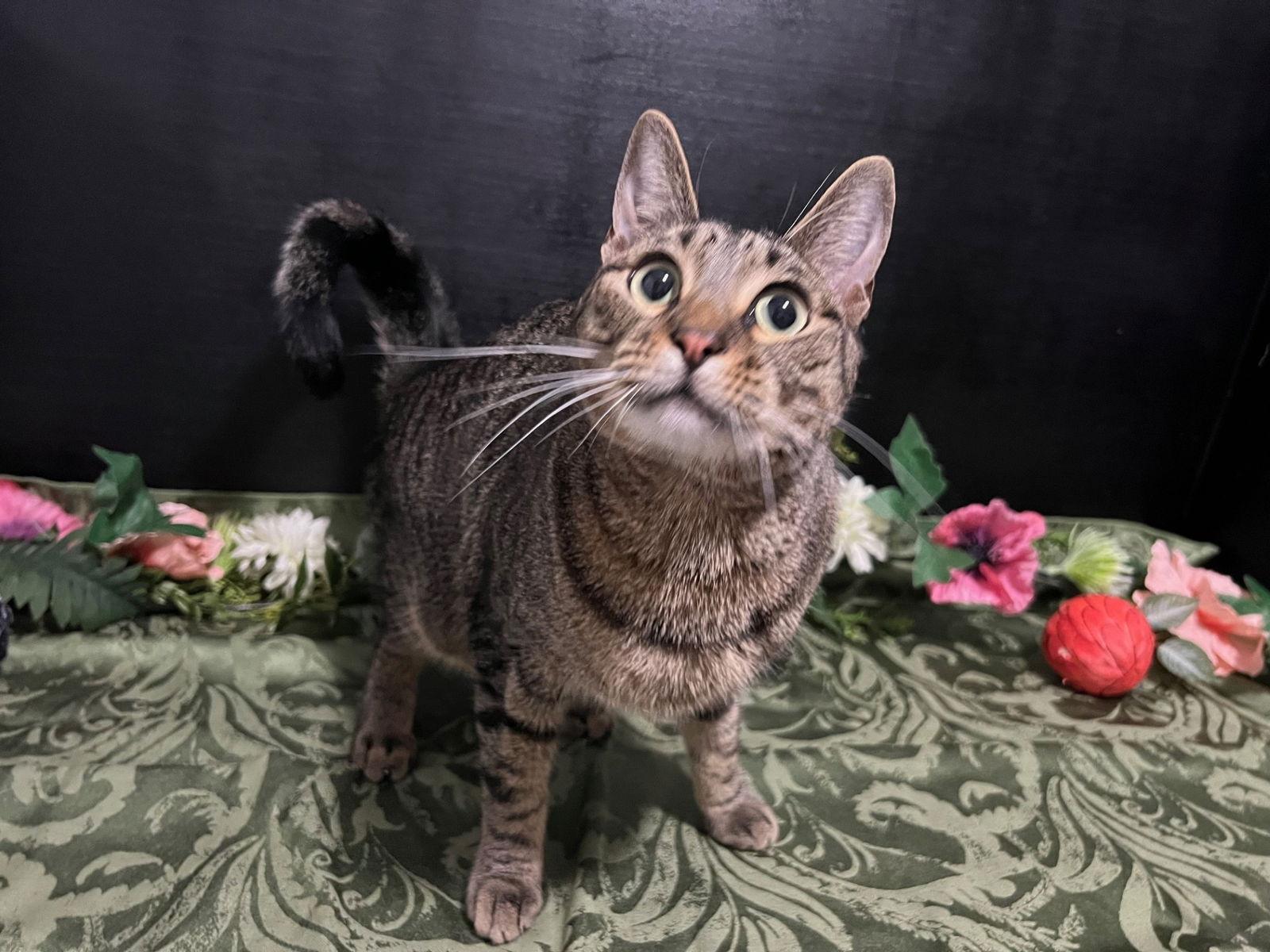 Theo, Adoptable, Adult Male Tabby & Domestic Short Hair.