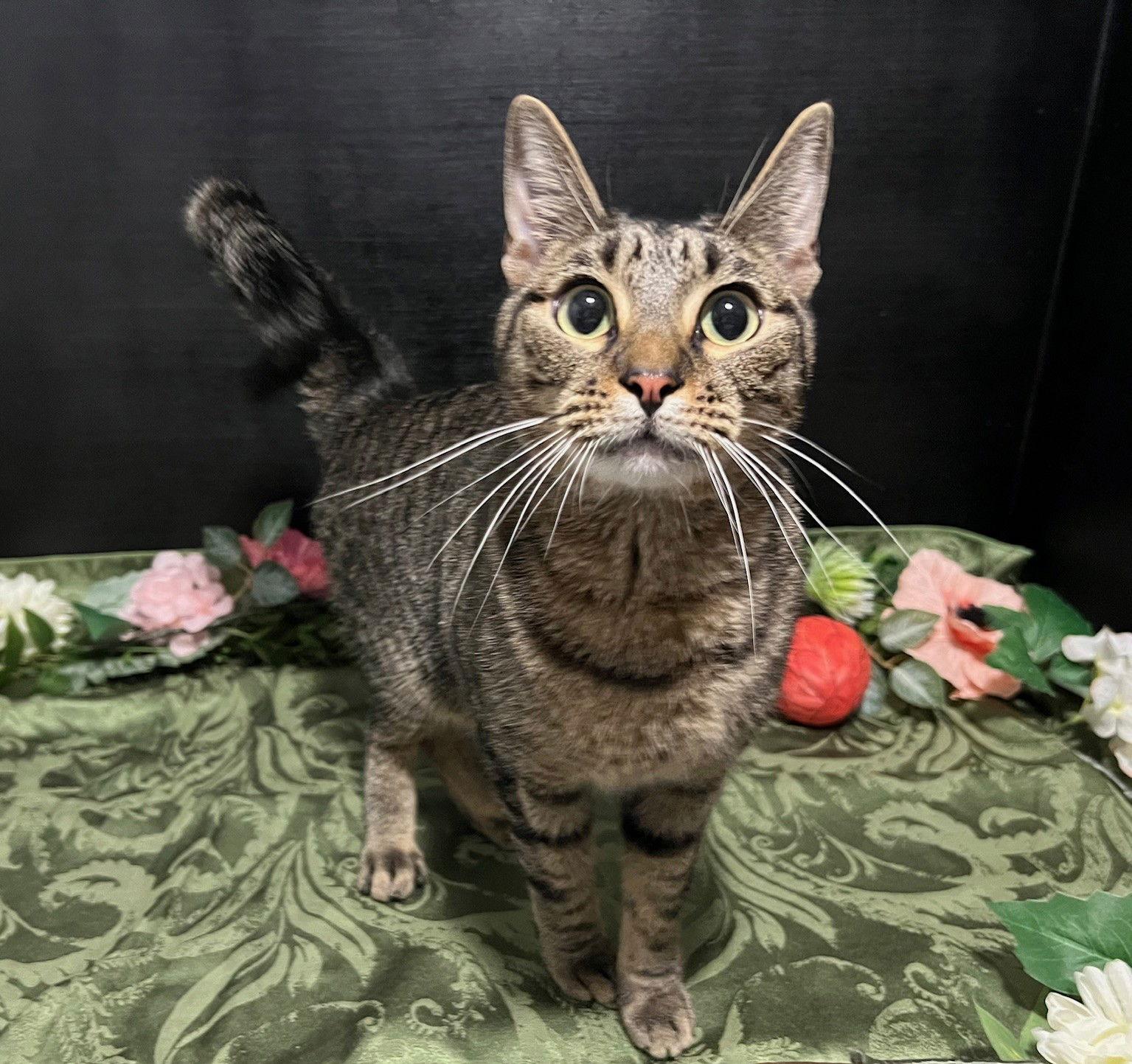 Enlarge Theo, a Adoptable mixed breed in Fayetteville, GA image 2/3