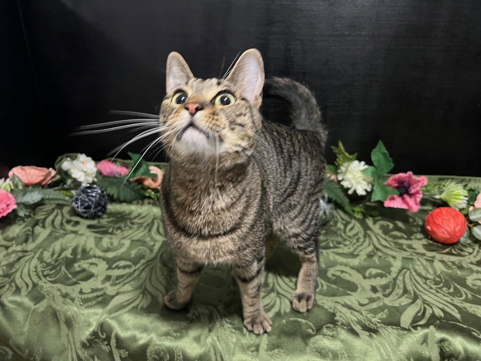 Enlarge Theo, a Adoptable mixed breed in Fayetteville, GA image 3/3