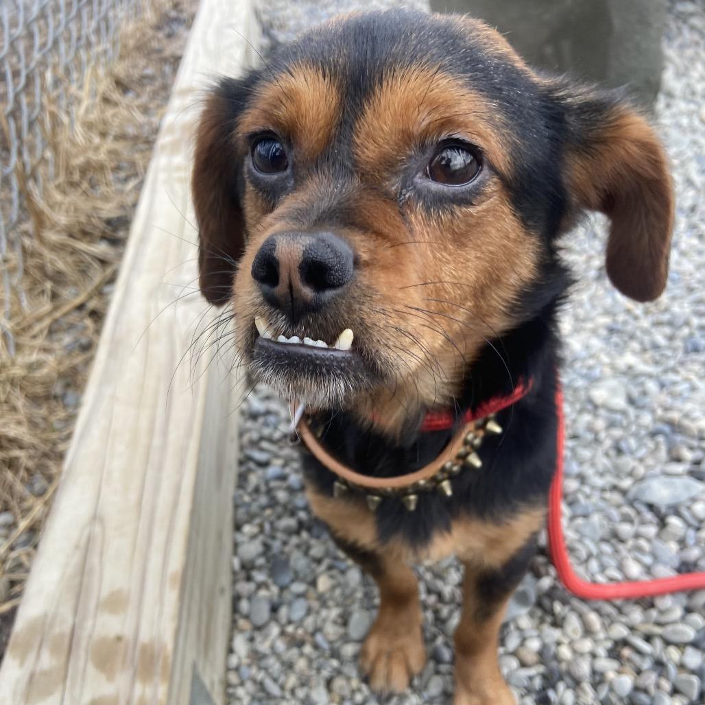 Celery — thumbnail 2