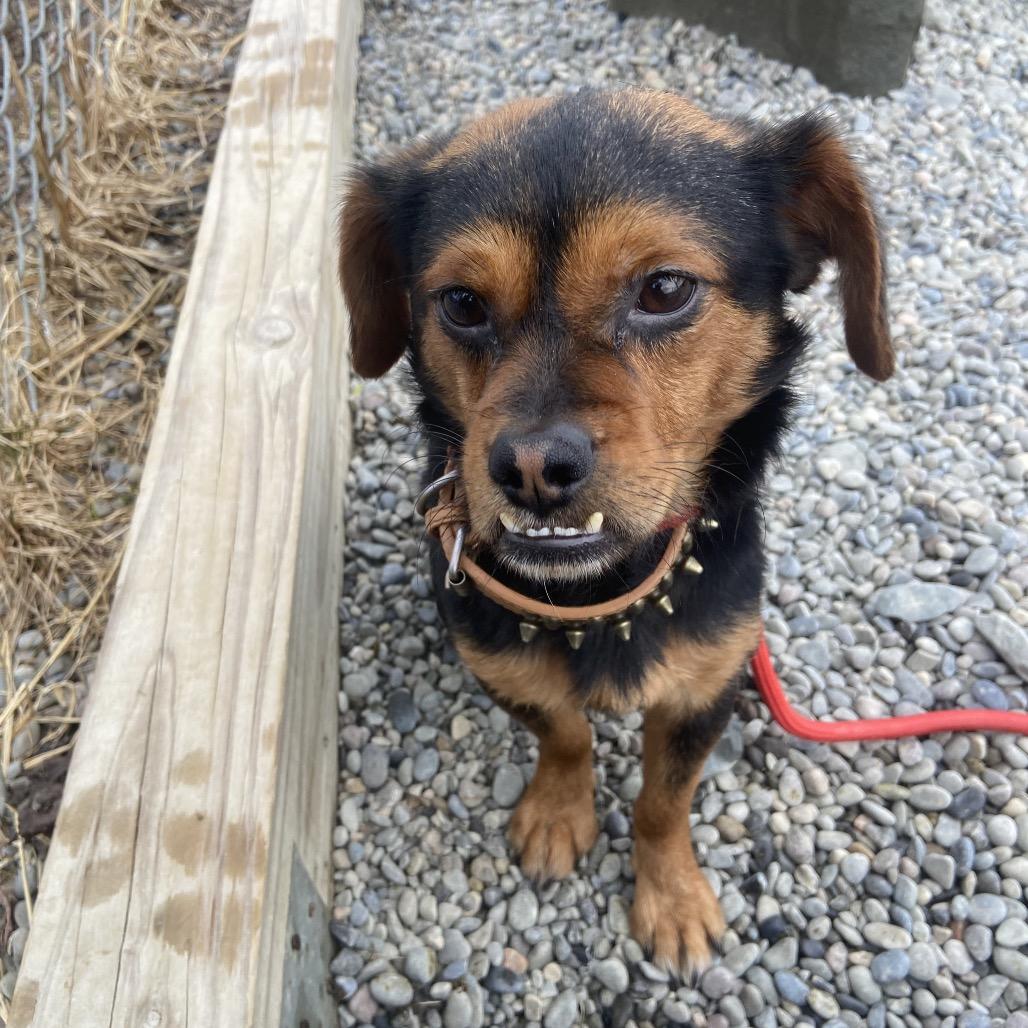 Celery — thumbnail 3