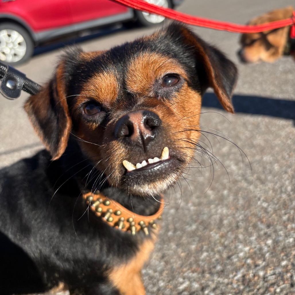 Celery — thumbnail 4