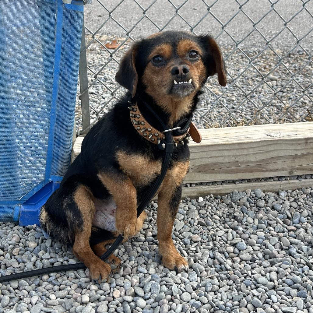 Celery — thumbnail 5