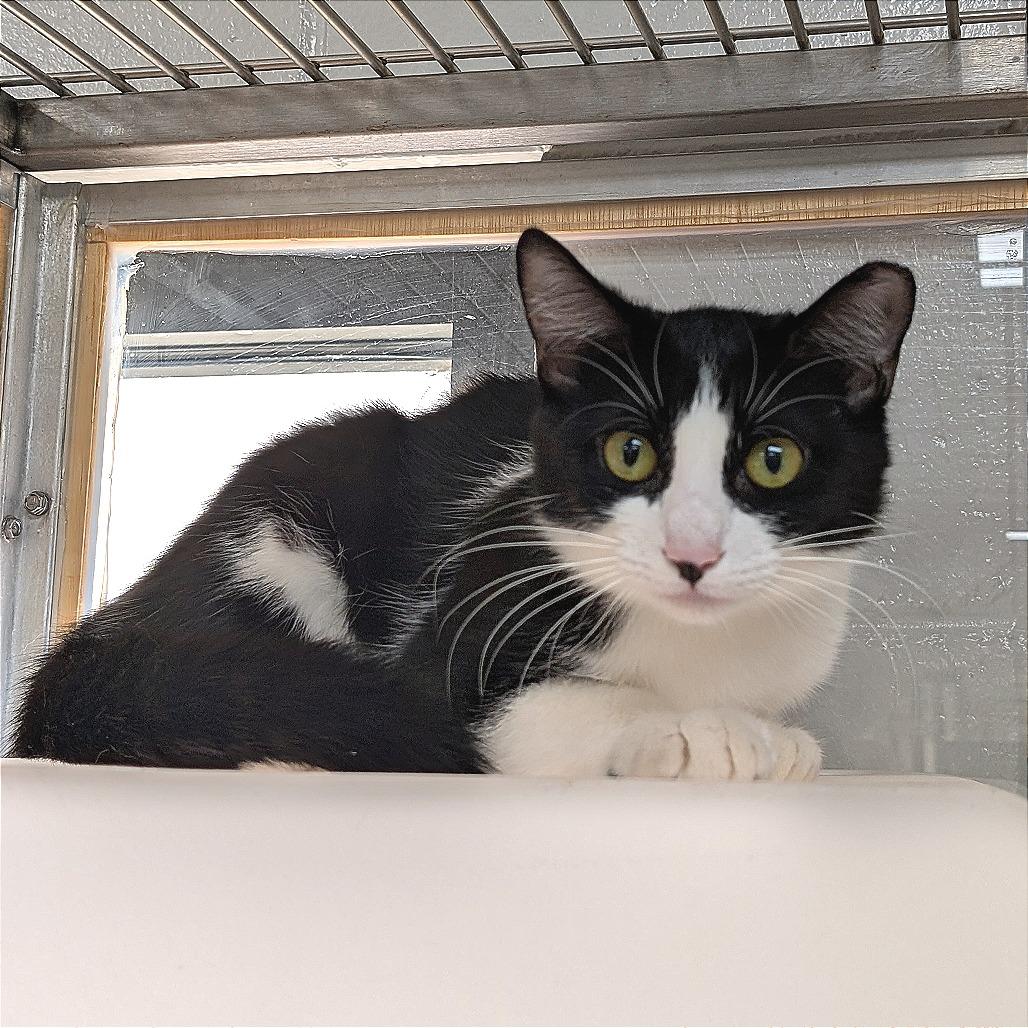 Enlarge Zazzy, a Adoptable Domestic Short Hair in Brookfield, WI image 1/3