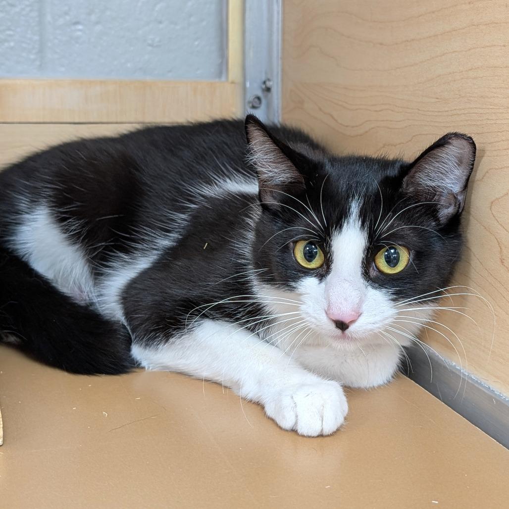 Enlarge Zazzy, a Adoptable Domestic Short Hair in Brookfield, WI image 2/3
