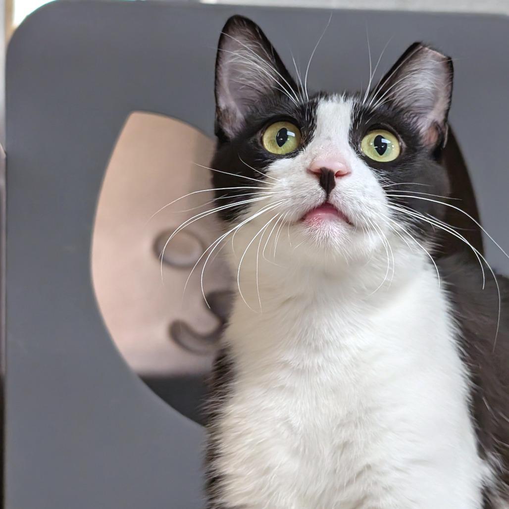 Enlarge Zazzy, a Adoptable Domestic Short Hair in Brookfield, WI image 3/3