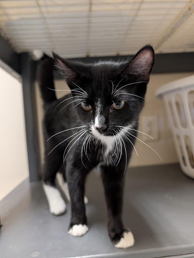 Enlarge Finn, a Adoptable Domestic Short Hair in Waupun, WI image 4/5
