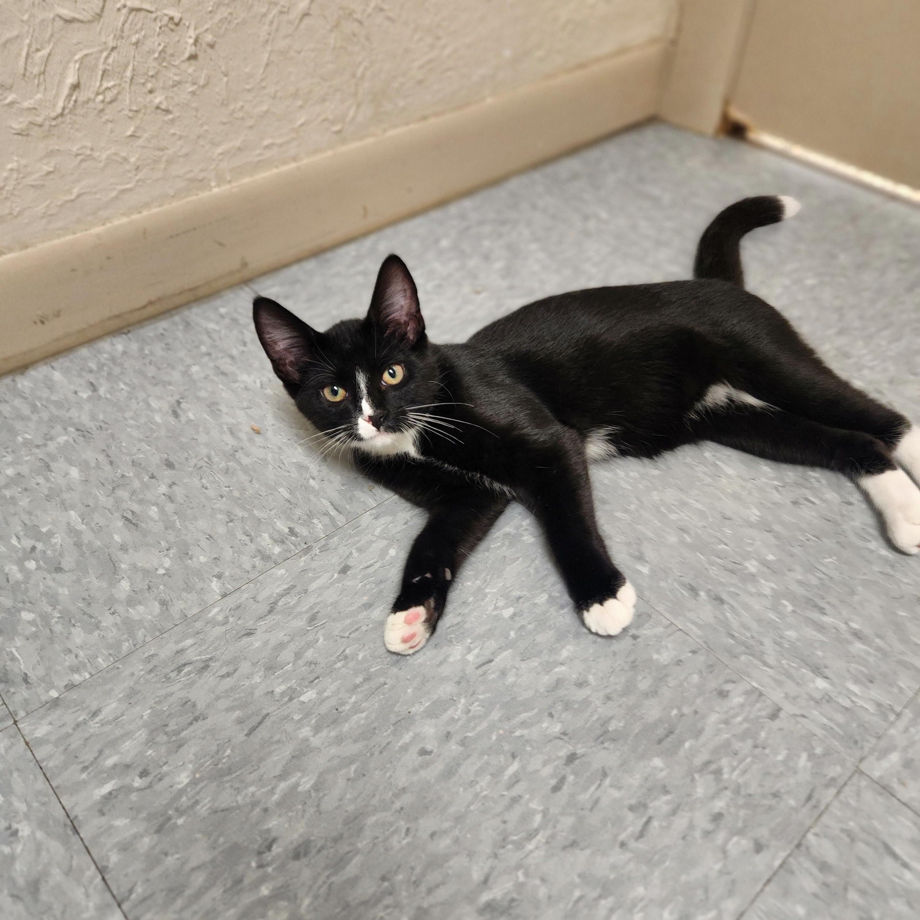 Enlarge Finn, a ADOPTABLE Domestic Short Hair in Waupun, WI image 3/4