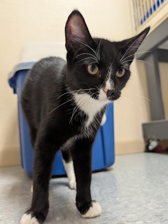 Enlarge Finn, a Adoptable Domestic Short Hair in Waupun, WI image 3/5