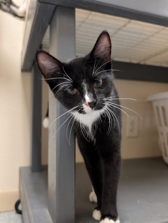 Finn, Adoptable, Young Male Domestic Short Hair.