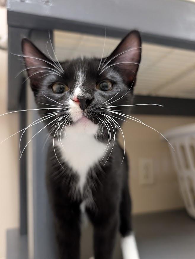 Enlarge Finn, a Adoptable Domestic Short Hair in Waupun, WI image 2/5