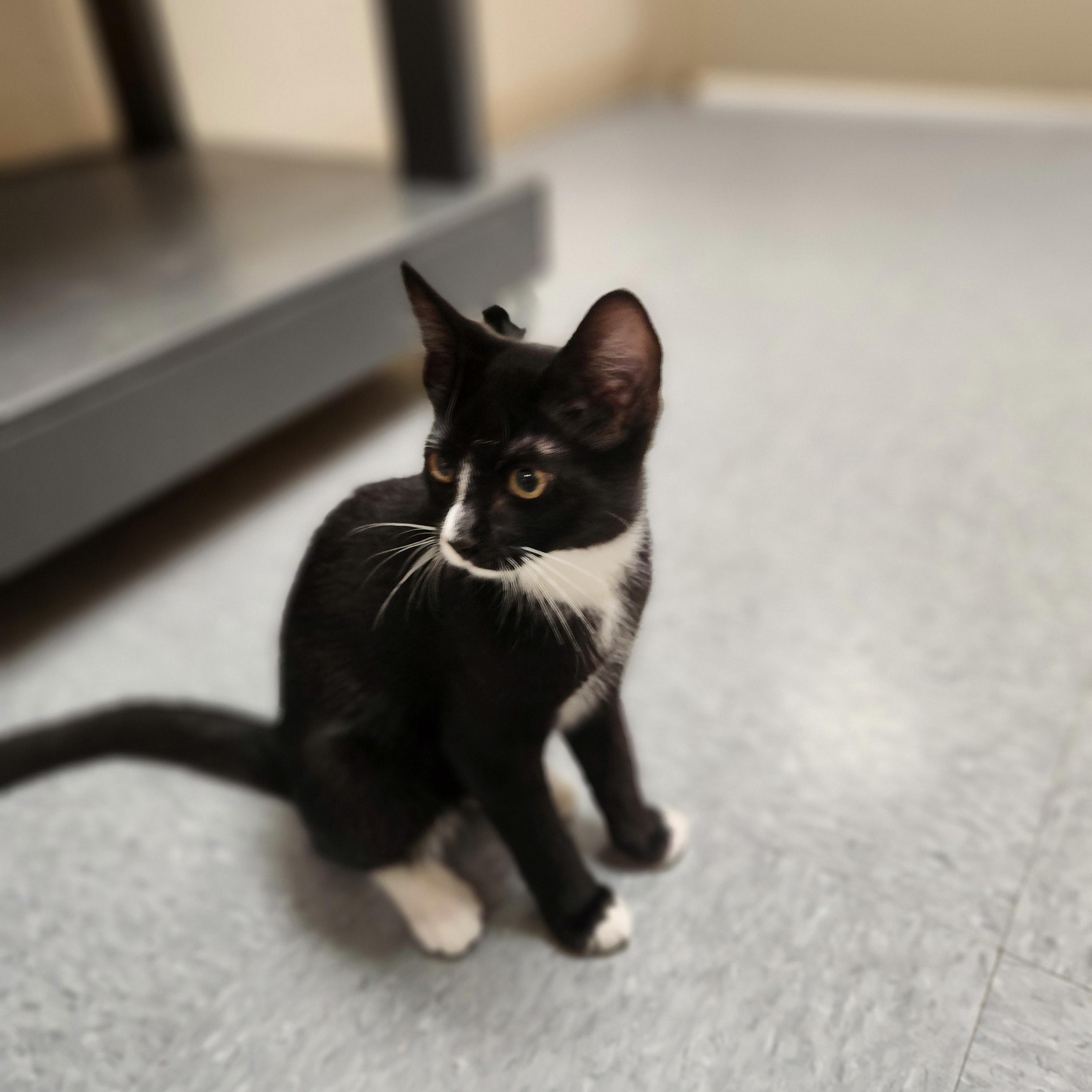 Enlarge Finn, a ADOPTABLE Domestic Short Hair in Waupun, WI image 2/4