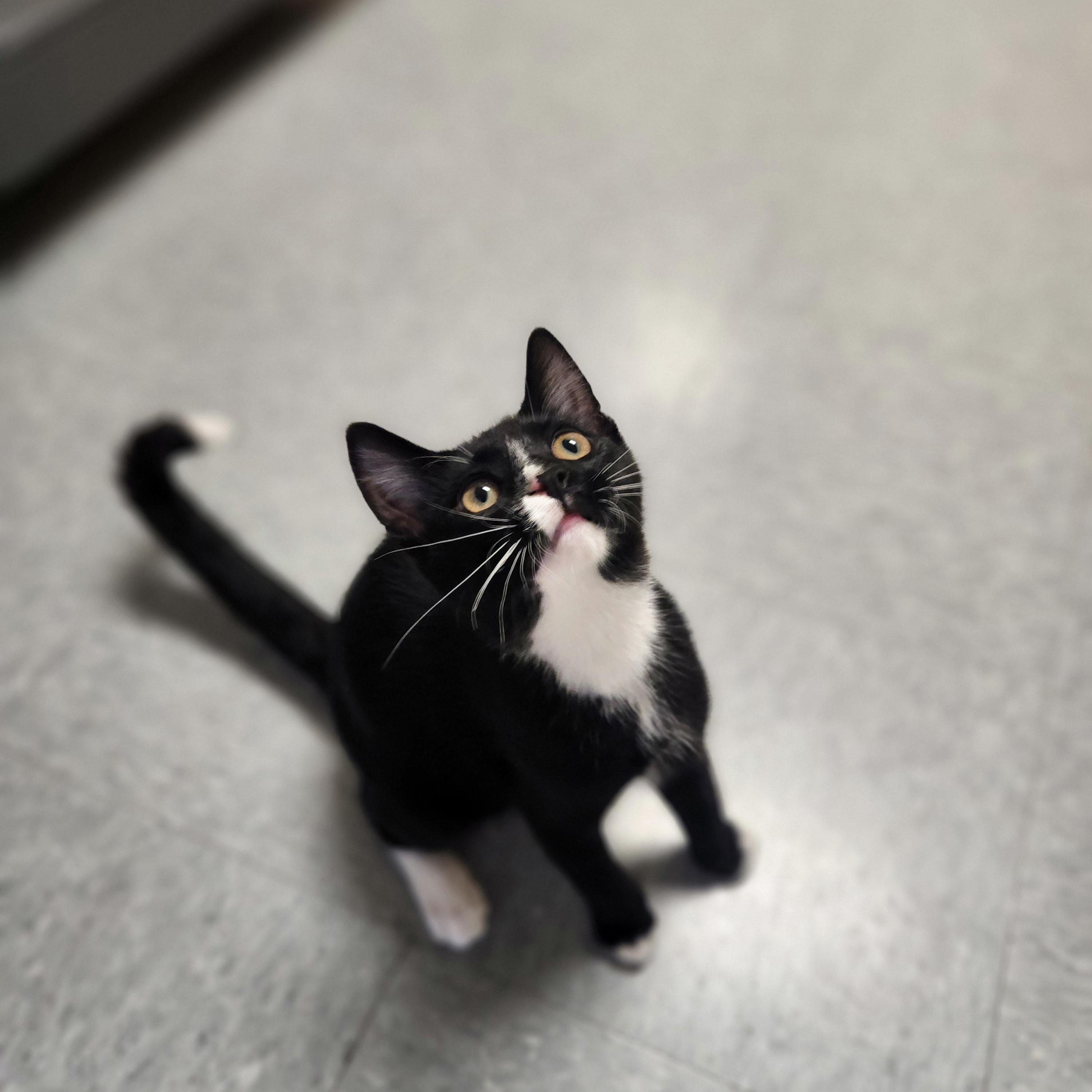 Finn, ADOPTABLE, Young Male Domestic Short Hair.