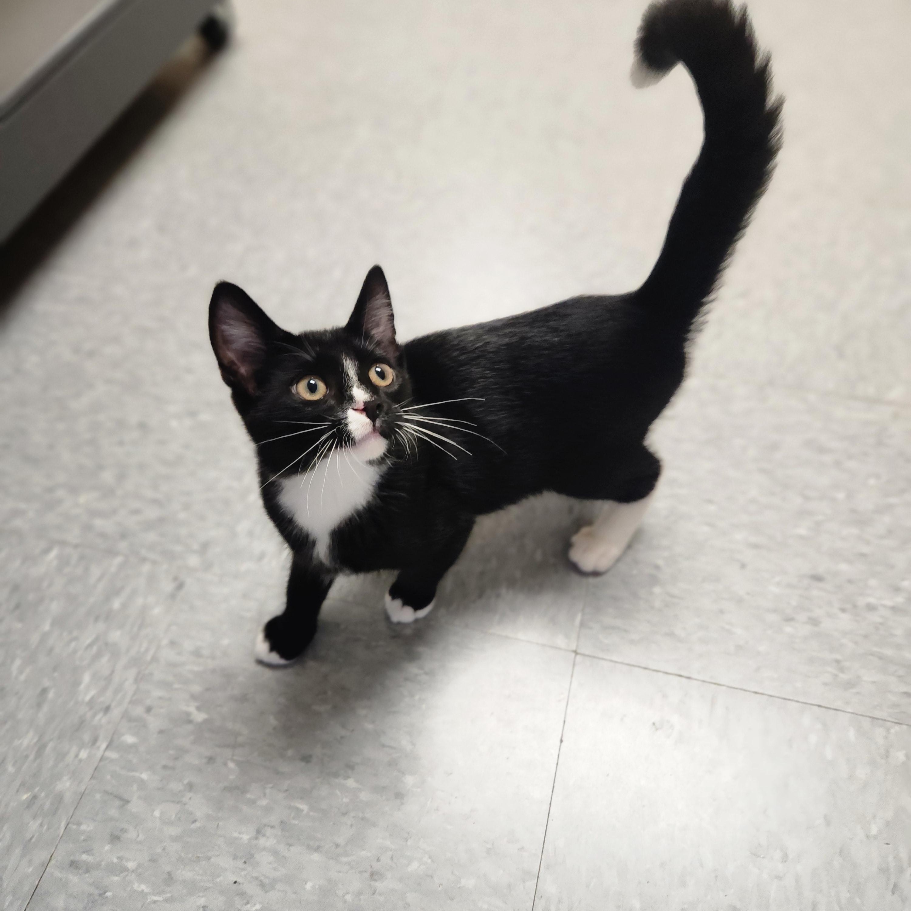 Enlarge Finn, a ADOPTABLE Domestic Short Hair in Waupun, WI image 4/4