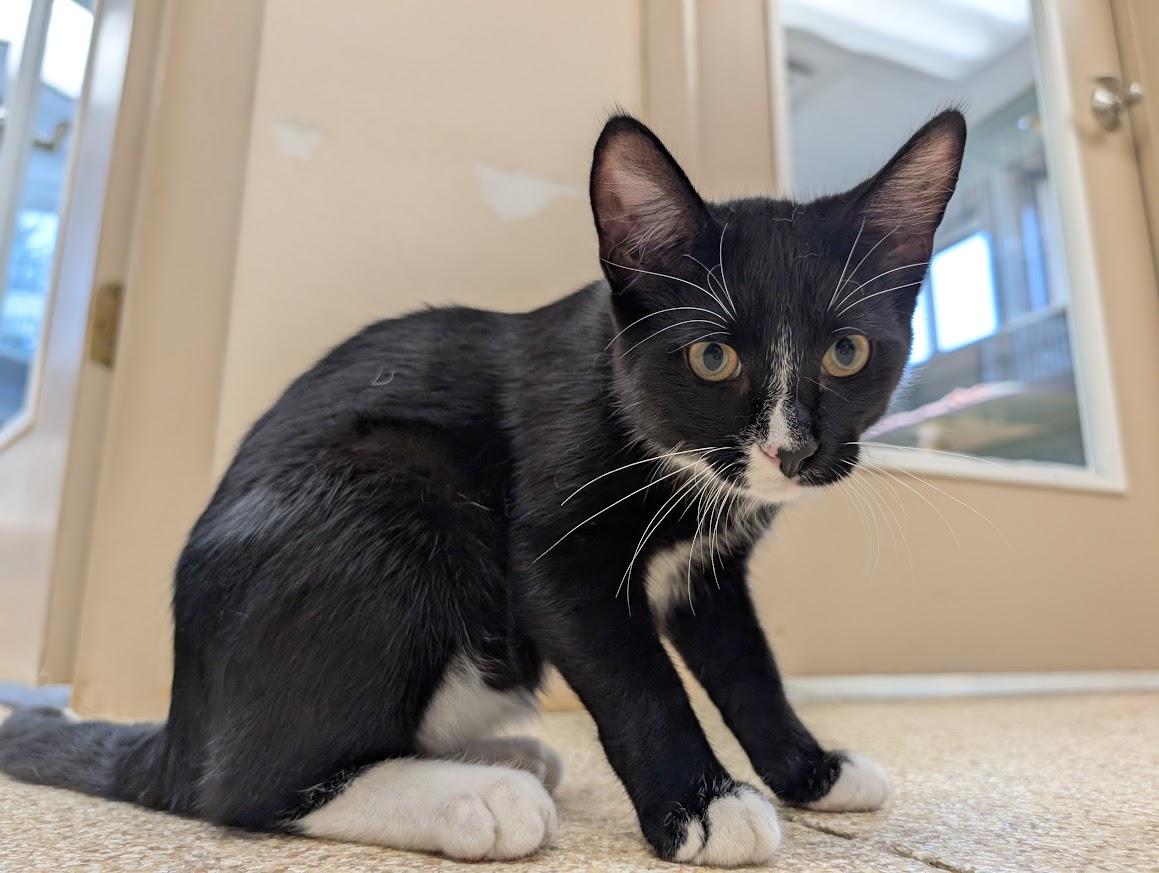 Enlarge Finn, a Adoptable Domestic Short Hair in Waupun, WI image 5/5