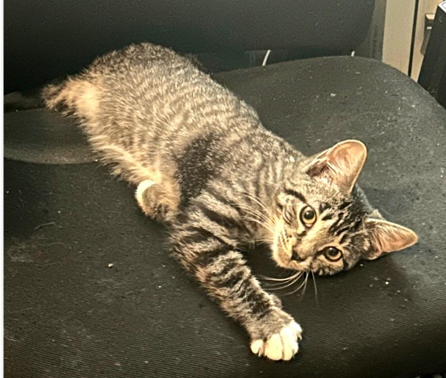 Josie, Adopted, Kitten Female Tabby.