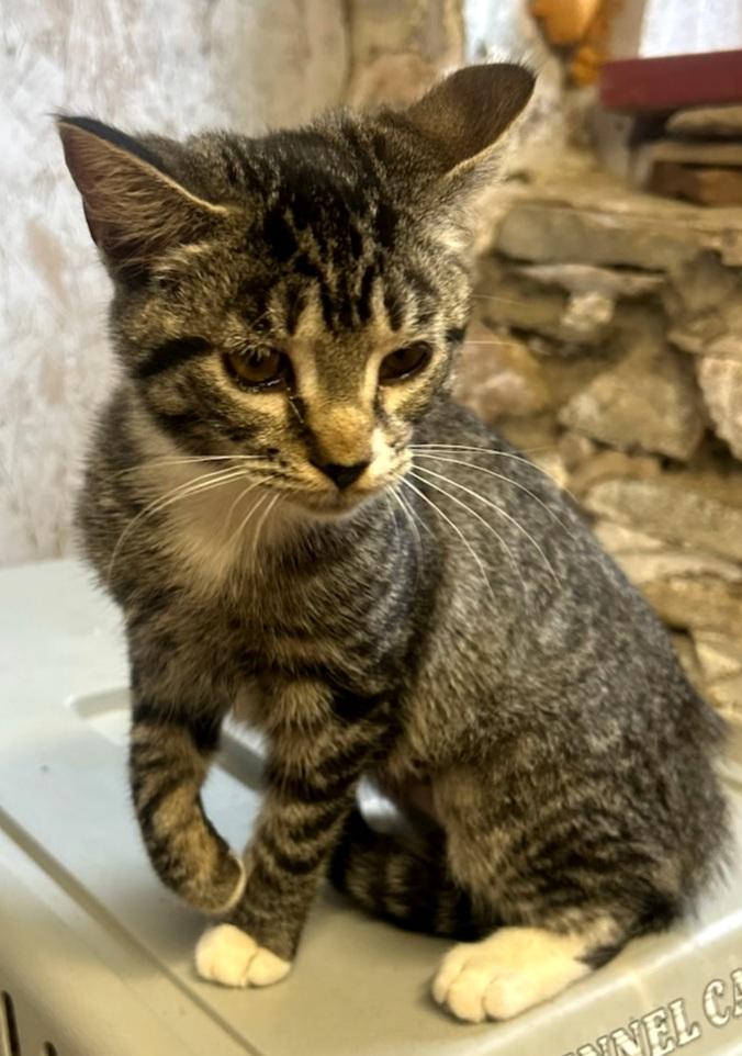 Enlarge Josie, a Adopted Tabby in Syracuse, NY image 3/3