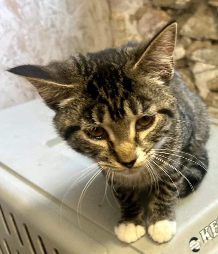 Enlarge Josie, a Adopted Tabby in Syracuse, NY image 2/3