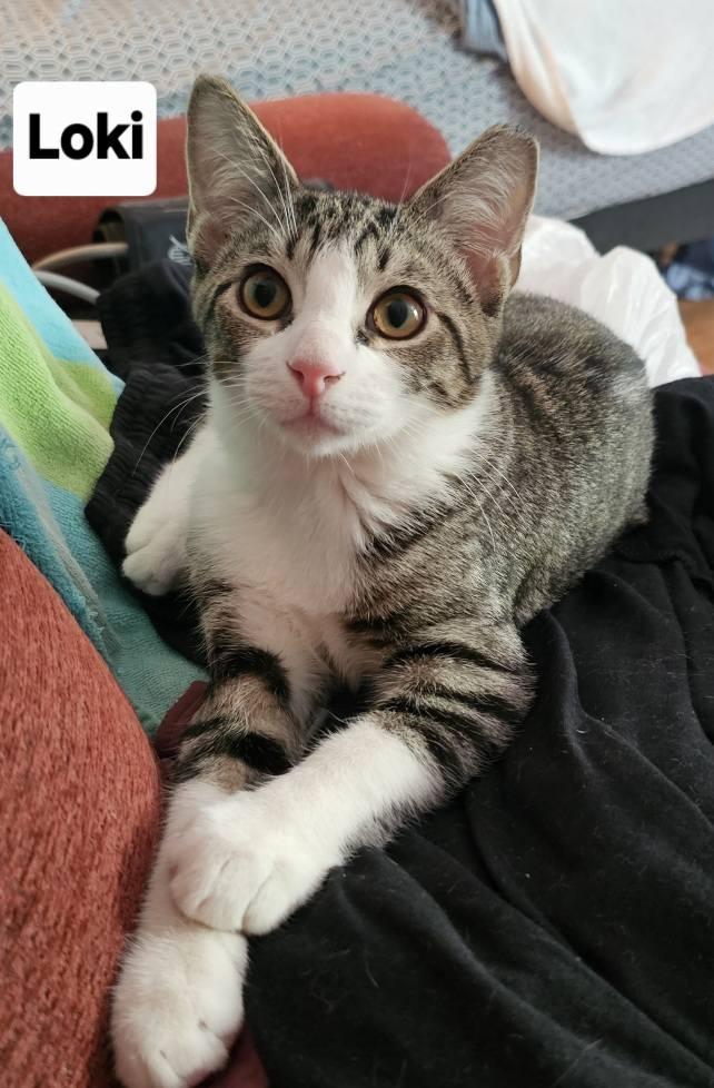 Loki and Mouse, a Adoptable Domestic Short Hair in Leonardtown, MD image 2/5