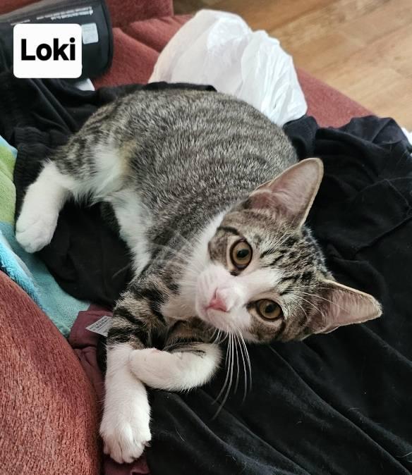 Loki and Mouse, a Adoptable Domestic Short Hair in Leonardtown, MD image 1/5
