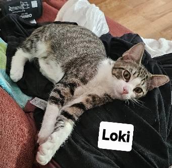Loki and Mouse, a Adoptable Domestic Short Hair in Leonardtown, MD image 3/5