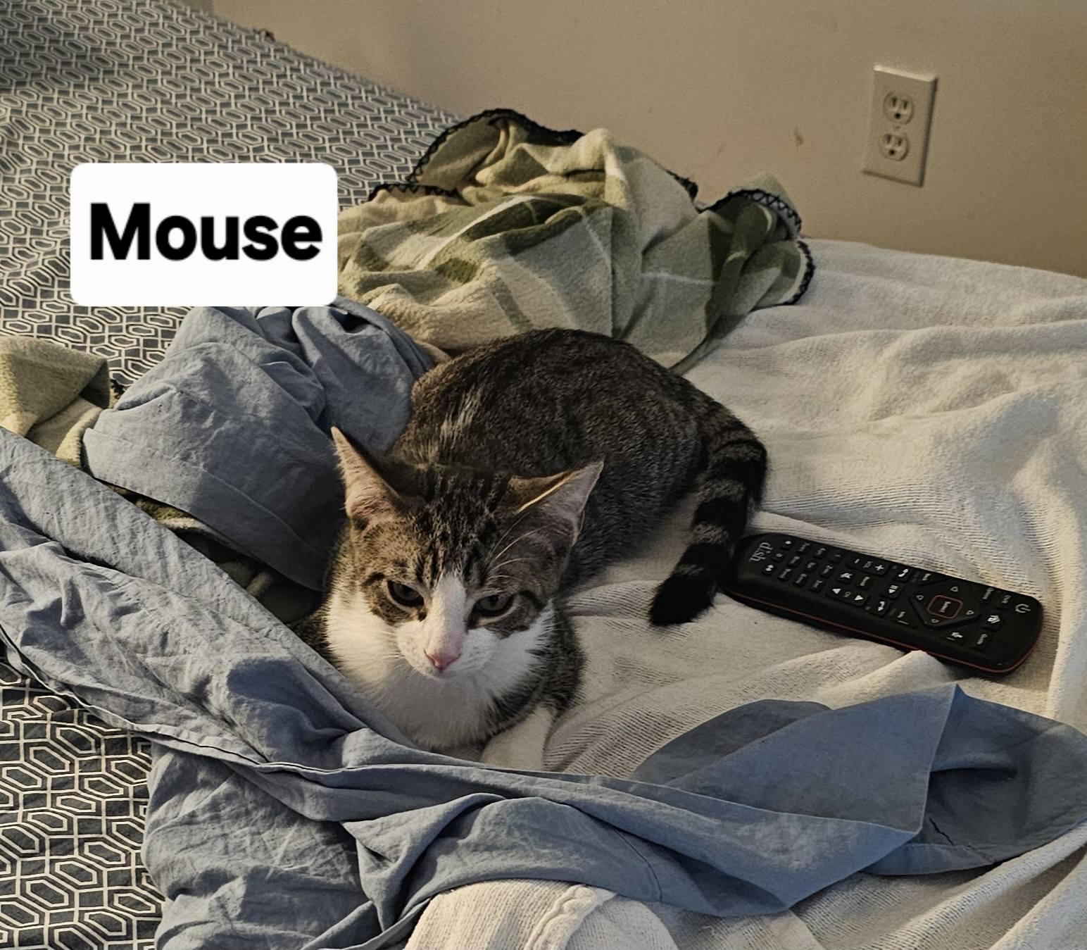 Loki and Mouse, a Adoptable Domestic Short Hair in Leonardtown, MD image 4/5