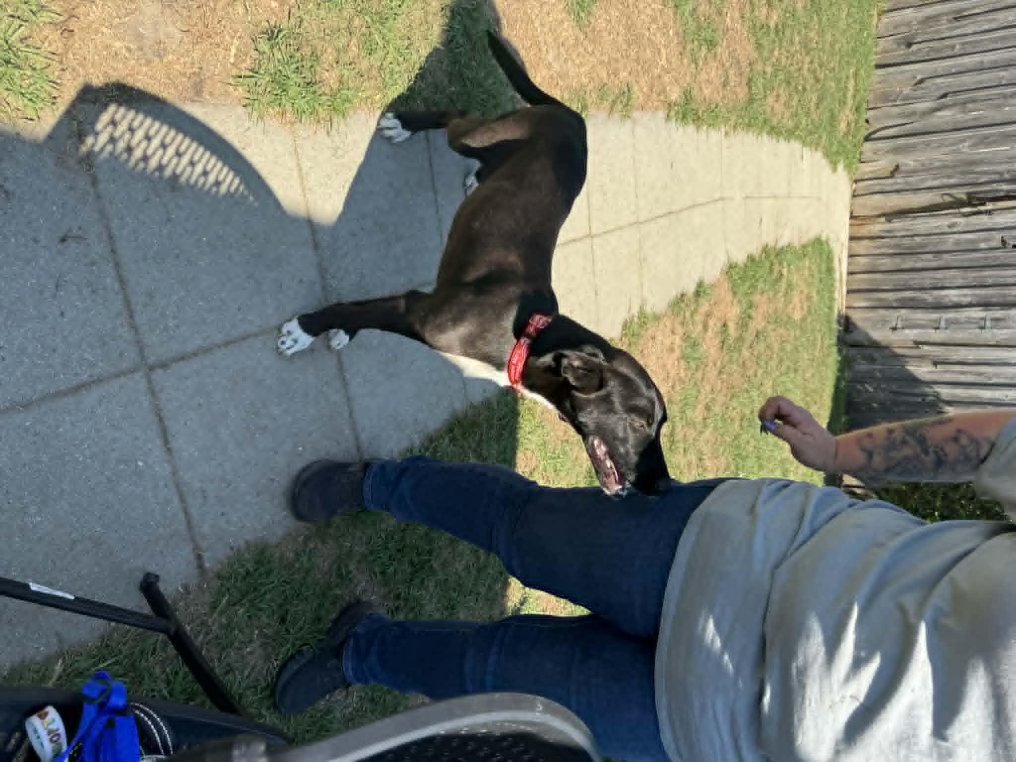 Fun Fab Fred, a ADOPTABLE mixed breed in Reston, VA image 5/5