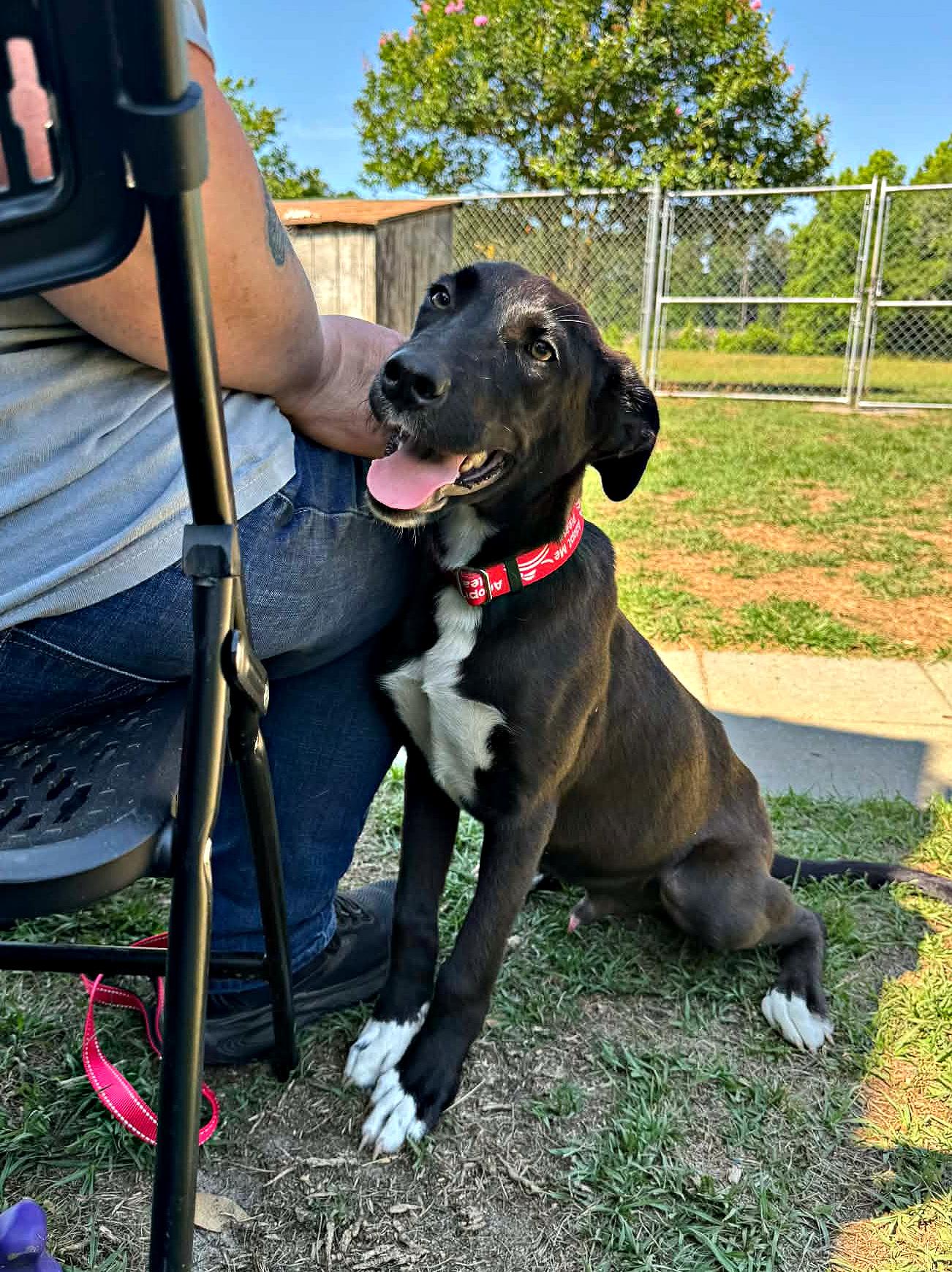Fun Fab Fred, a ADOPTABLE mixed breed in Reston, VA image 2/5