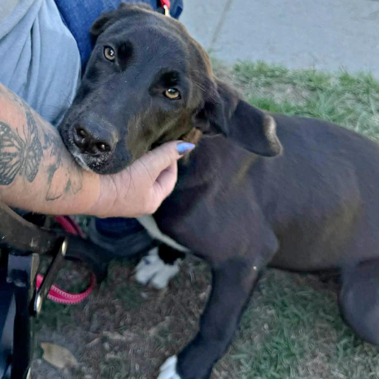 Fun Fab Fred, ADOPTABLE, Young Male Labrador Retriever.