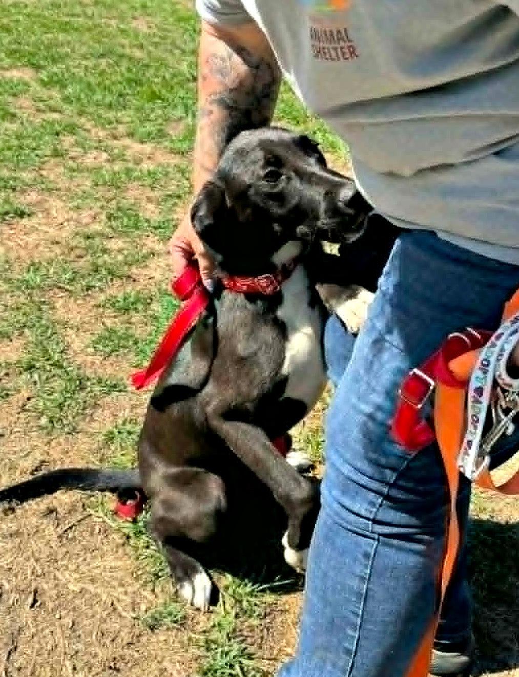 Fun Fab Fred, a ADOPTABLE mixed breed in Reston, VA image 3/5