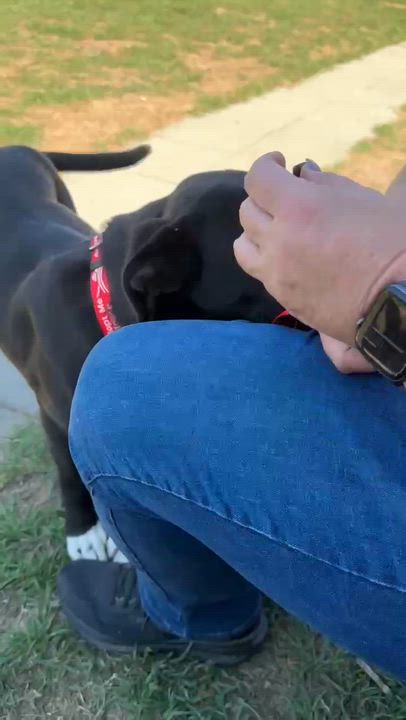 Enlarge Fun Fab Fred, a ADOPTABLE mixed breed in Reston, VA video 4/5