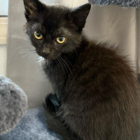 Hand Brake, a ADOPTABLE Domestic Short Hair in Hudsonville, MI image 2/3