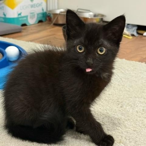 Hand Brake, ADOPTABLE, Kitten Female Domestic Short Hair.