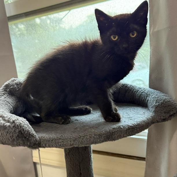 Hand Brake, a ADOPTABLE Domestic Short Hair in Hudsonville, MI image 3/3