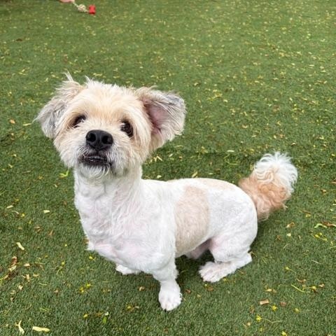 Snuffleupagus, adopted, Adult Male Terrier.
