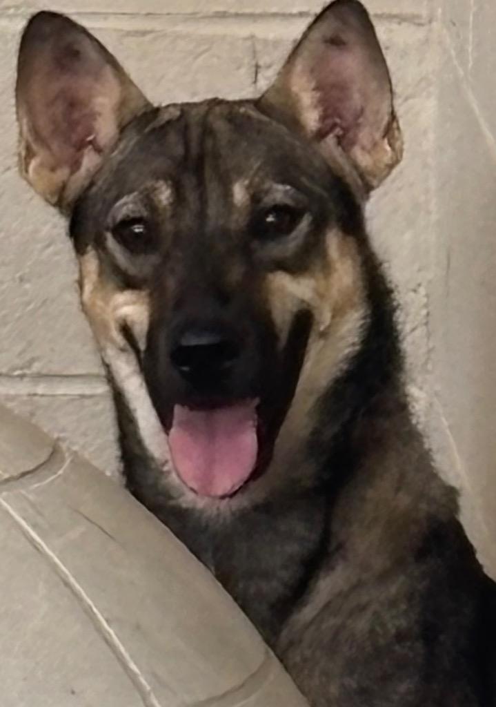 GYPSY, Adoptable, Puppy Female Shepherd.