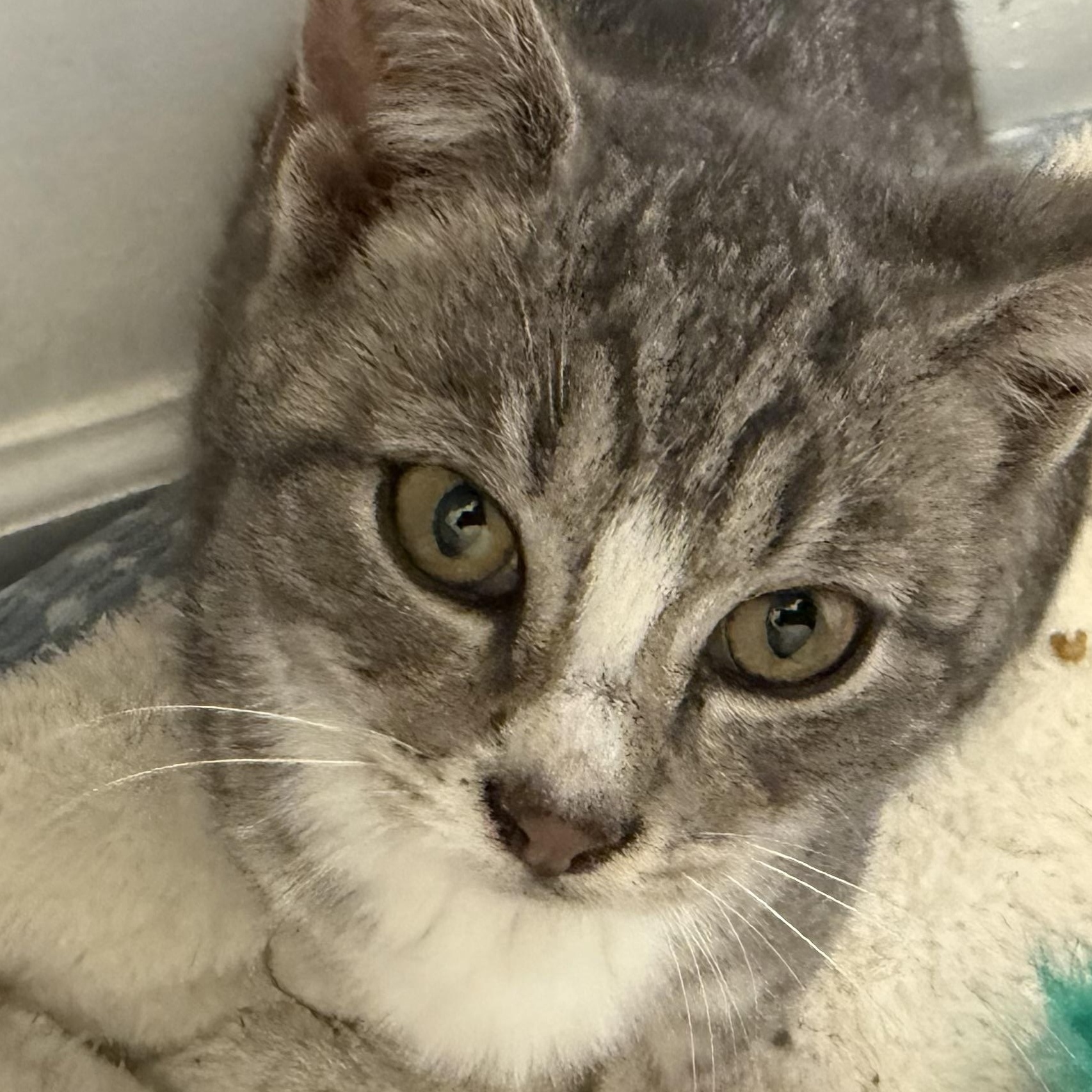 Enlarge Bug, an adopted Domestic Short Hair in Kenhorst, PA image 2/2