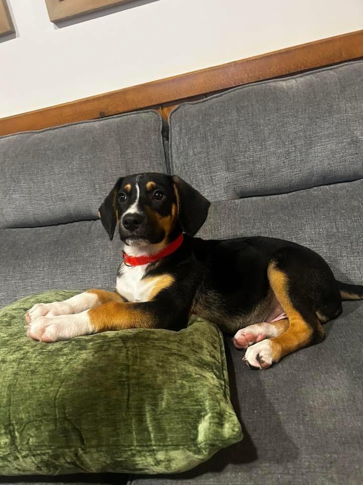 Biscuit, a ADOPTABLE mixed breed in Marlton, NJ image 4/5