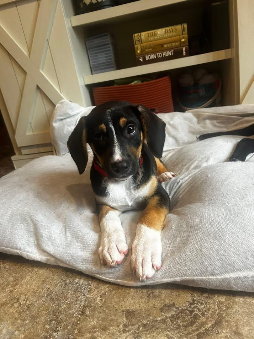 Biscuit, a ADOPTABLE mixed breed in Marlton, NJ image 3/5